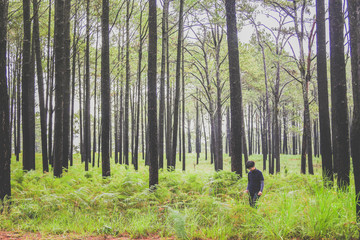 man walking in the deep pine forest with large backpack.