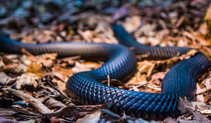 snake body lying on leafy ground