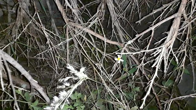 dark forest at night, with dry branches and small white flower, close-up