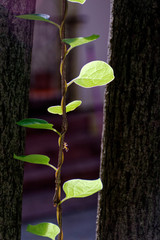 plant on black background