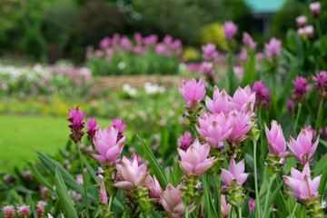 Field of siam tulips or Dok krachiao (Curcuma alismatifolia) are blooming very beautiful in the garden outdoors.