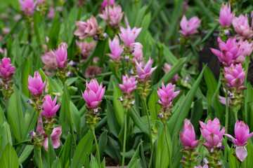 Field of siam tulips or Dok krachiao (Curcuma alismatifolia) are blooming very beautiful in the garden outdoors.