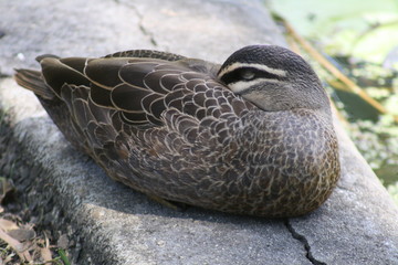 Pacific Black Duck in southeast Queensland