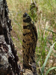 goanna climbing a tree, closeup