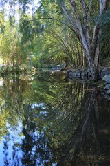 reflection of bamboo on water