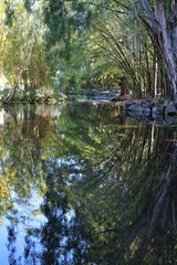 reflection of bamboo on water