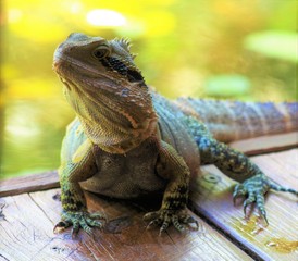 water dragon basking in the sun