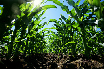 Close up agricultural corn field of countryside landscape in sunny day