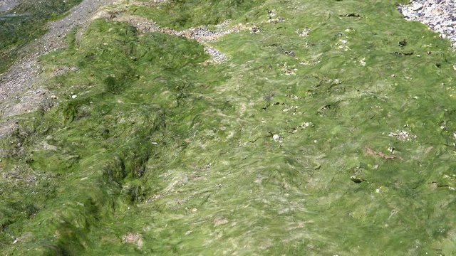Contaminated Black Sea coast with green algae