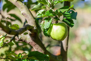 Ein grüner hängt Apfel am Baum im Spätsommer
