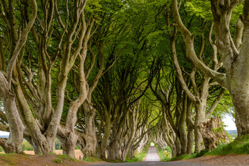 Dark Hedges, Ireland