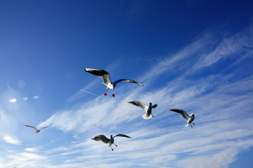 Close up flock of seagulls flying over blue sunny sky
