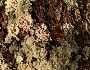 Automne la résine coule à travers l'écorce de cet arbre en ce mois de septembre aux couleurs automnales