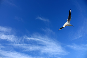 Close up seagull flying over blue sunny sky