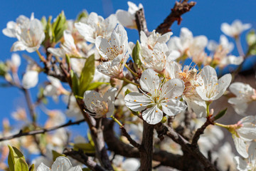 White Cherry Blossoms on a tree
