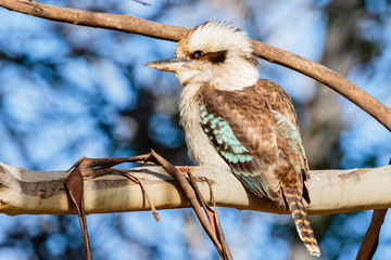 Laughing Kookaburra perched in a tree