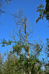 Trees suffering from dryness.