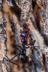 Meat Ant climbing a tree