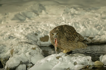Blakiston's fish owl with fish at Rausu Japan. Blakiston's fish owl (Bubo blakistoni), the largest living species of owl, is a fish owl, a sub-group of eagle owls which specialize in hunting in ripari