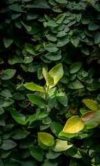 Leafs of the jungle, green and healthy. rainforest of indonesia, bali, asia. Fullframe closeup, detail.