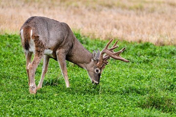 White-tailed deer stag is having his dinner.