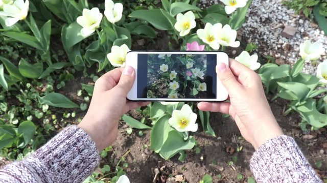 A teen boy making video or photo of tulip flowers using his smartphone in spring garden