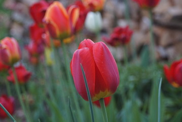 red tulips in the garden