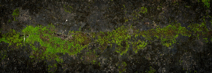 Moss green texture. Moss background. Green moss on grunge texture, background. Long web banner