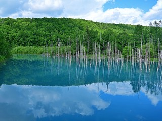 青空映す白金青い池の絶景＠美瑛、北海道
