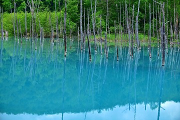 薄曇りの情景映す白金青い池の絶景＠美瑛、北海道