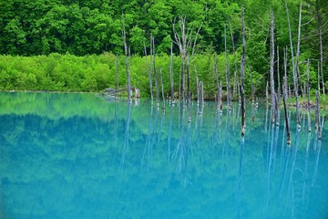 薄曇りの情景映す白金青い池の絶景＠美瑛、北海道
