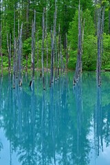 薄曇りの情景映す白金青い池の絶景＠美瑛、北海道