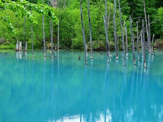 薄曇りの情景映す白金青い池の絶景＠美瑛、北海道
