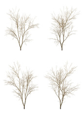 Japanese maple tree winter season on a white background with clipping path.