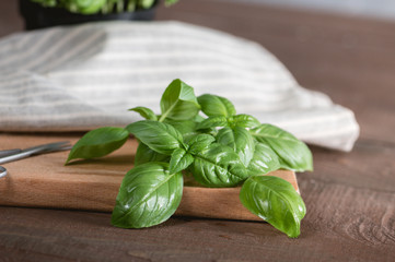 Green fresh basil on wooden background