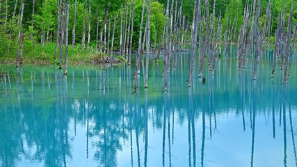 薄曇りの情景映す白金青い池の絶景＠美瑛、北海道