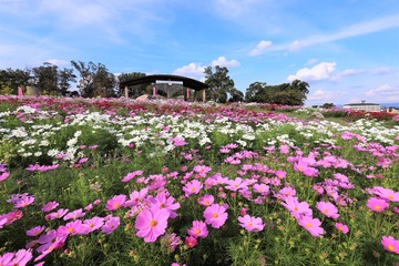 馬見丘陵公園のコスモス畑