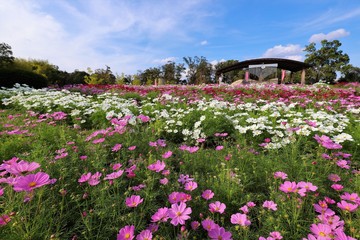 馬見丘陵公園のコスモス畑