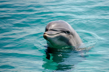 Smart dolphin at the Dolphin Reef in Eilat, on the shores of the Red Sea