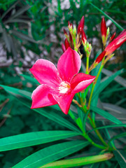 red flower in the garden