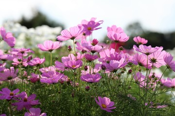 馬見丘陵公園のコスモス畑