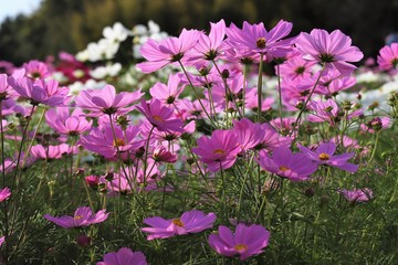 馬見丘陵公園のコスモス畑