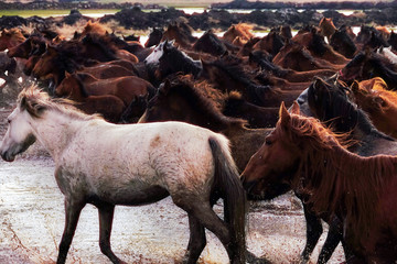 Close up herd of wild horses running in river water in nature