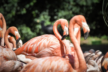 Zoo&acute;s portrait of flamingos, they are pink and orange. And they are looking so good.