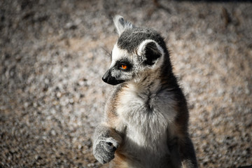 Fototapeta premium Portrait of Lemur Kata, who is sitting on the floor. And he is looking around and watching.