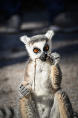 Lemur Kata is eating  some grass whitch he found on the floor.