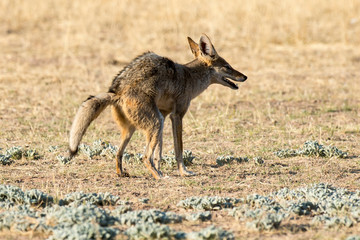 Chacal à chabraque, Canis mesomelas, Afrique