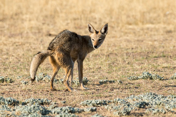 Chacal à chabraque, Canis mesomelas, Afrique