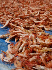 shrimps 