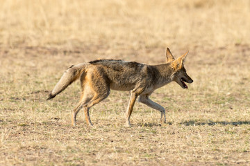 Chacal à chabraque, Canis mesomelas, Afrique